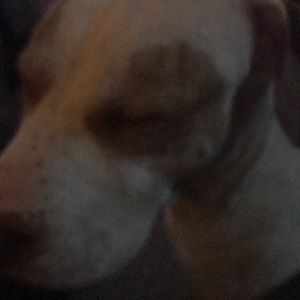 Meet your Posher, Jayla